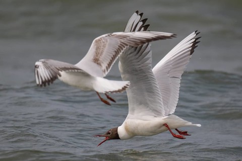 Black-headed gulls (Chroicocephalus ridibundus) in summer plumage, flying over the surf, looking