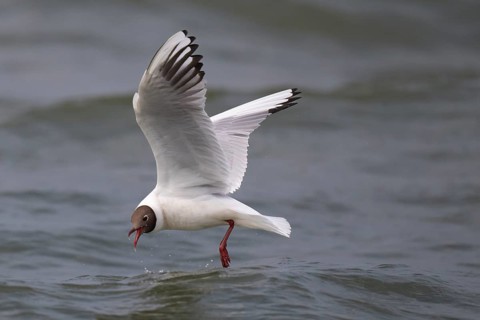Black-headed gull (Chroicocephalus ridibundus) in summer plumage, in flight, looking for small