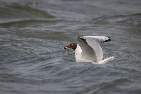 Black-headed gull (Chroicocephalus ridibundus) in summer plumage, swimming with a small fish in its