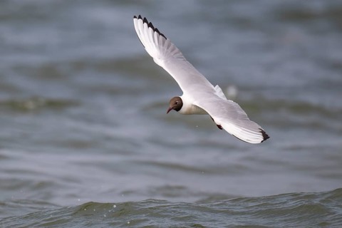 Black-headed gull (Chroicocephalus ridibundus) in summer plumage, flying above the water surface,