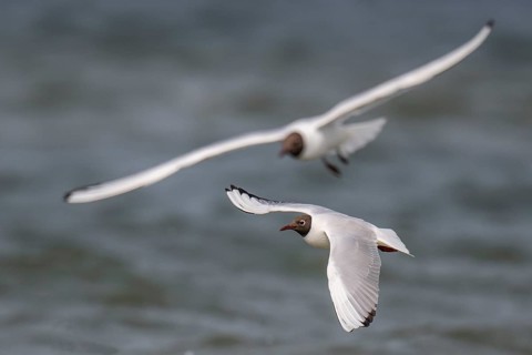 Black-headed gulls (Chroicocephalus ridibundus) in summer plumage, flying above the sea surface,