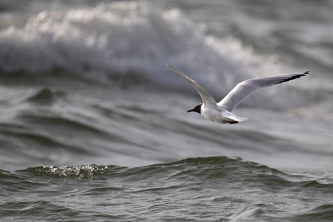 Black-headed gull (Chroicocephalus ridibundus) in summer plumage, flying over the sea surface in