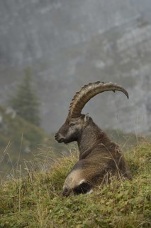 In picturesque surroundings... Ibex (Capra ibex) lying, resting on the edge of a steep slope in the