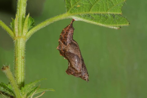 A pupa of the C-moth (Polygonium C-album) hanging on a stinging nettle leaf, Baden-WÃ¼rttemberg,