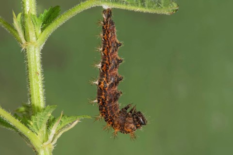 A spiny caterpillar of the C-moth (Polygonium C-Album) has hung up to pupate on a stinging nettle