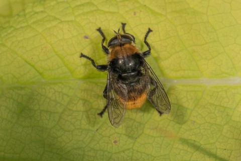 A bumblebee hoverfly (Volucella bombylans) sitting on a green leaf, its wings are visible,