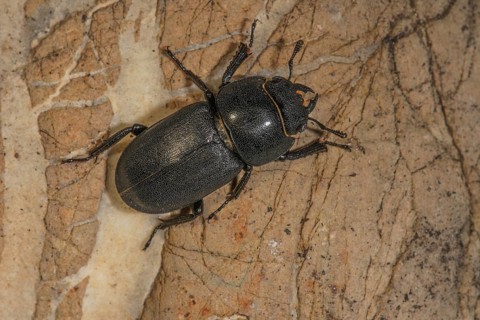 A lesser stag beetle (Dorcus parallelipipedus) sitting on a bark surface, Baden-WÃ¼rttemberg,