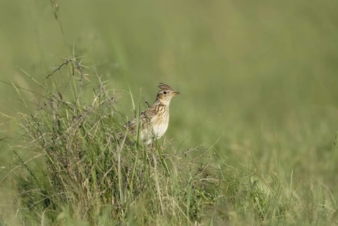 With erect feather cap... Skylark (Alauda arvensis) sitting in the grass of a meadow, endangered