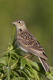 Attentive... Skylark (Alauda arvensis), native character bird, typical songbird, ground-nesting