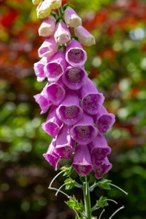 Common foxglove (Digitalis purpurea), Sieversen, Rosengarten, Lower Saxony, Germany