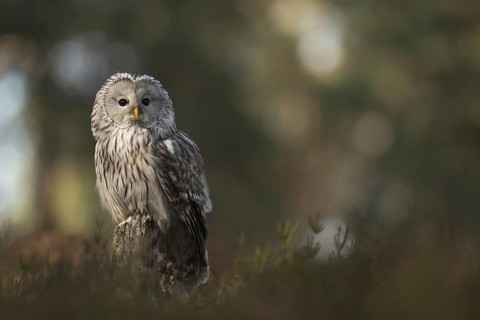 Reintroduction project... Ural owl (Strix uralensis), rare native owl, typical hunter, forest owl,