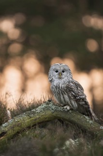 Early in the morning at sunrise... Ural owl (Strix uralensis), rare, endangered European owl