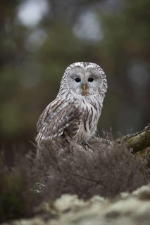 Penetrating gaze... Ural owl (Strix uralensis), owl sitting on the ground in a clearing in the