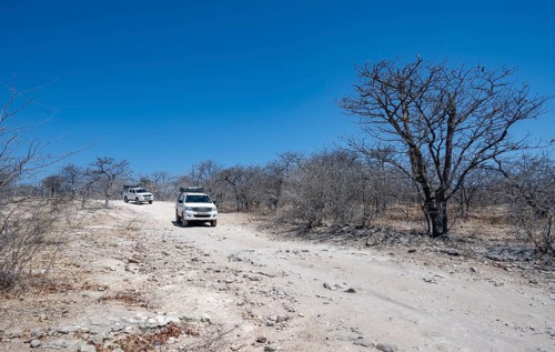 Two off-road vehicles between dry bushes on a sandy track, Makgadikgadi salt pans, Botswana