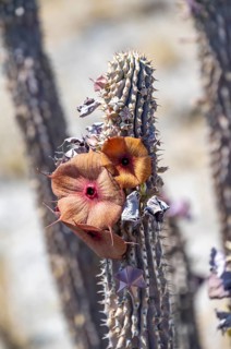 Red flowers on a dry cactus (Hoodia currorii), Makgadikgadi salt pans, Botswana