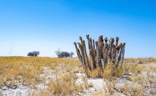 Flowering cactus (Hoodia currorii) in arid landscape, Makgadikgadi salt pans, Botswana