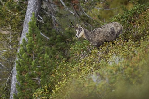 Between the mountain pines... Chamois (Rupicapra rupicapra), chamois in the vegetation of a steep