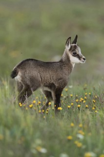 Chamois (Rupicapra rupicapra), young chamois, young fawn, sweet chamois fawn stands in early summer