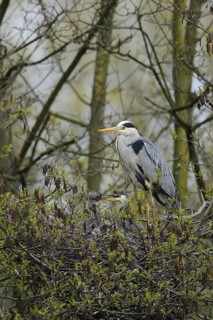 Offspring... Grey heron (Ardea cinerea) at the nest high in a tree, in an alder, adult bird