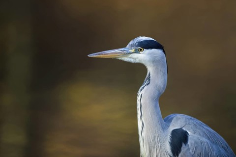 Portrait at the city pond...Grey heron (Ardea cinerea), detailed close-up, head portrait in front