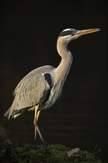 In the spotlight... Grey heron (Ardea cinerea) in wonderful, atmospheric light, very beautiful,