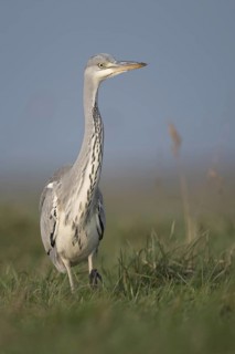 Grey heron (Ardea cinerea) striding through a high meadow on the hunt, especially low, impressively