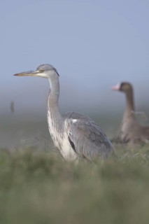 Mismatched pair... Grey heron (Ardea cinerea) together with a white-fronted goose in a meadow,