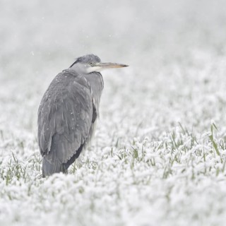 Grey heron (Ardea cinerea) stands in winter in heavy snowfall on a snow-covered meadow, in a field,