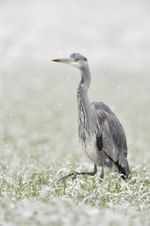 Grey heron (Ardea cinerea) walking through a snow-covered meadow in winter during heavy snowfall, a