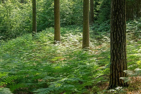 Ferns, trees, forest, Sieversen, Rosengarten, Lower Saxony, Germany