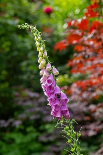 Common foxglove (Digitalis purpurea), Hummel, Sieversen, Rosengarten, Lower Saxony, Germany