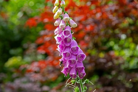 Common foxglove (Digitalis purpurea), Hummel, Sieversen, Rosengarten, Lower Saxony, Germany