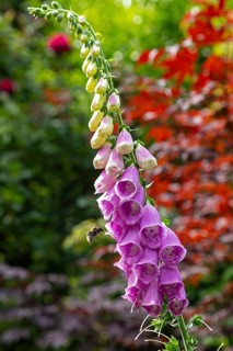 Common foxglove (Digitalis purpurea), bumblebee approaching, Sieversen, Rosengarten, Lower Saxony,