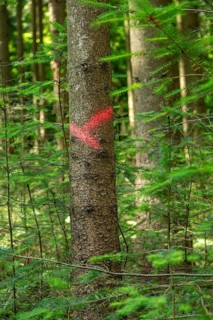 Tree marked for felling, forest, Sieversen, Rosengarten, Lower Saxony, Germany