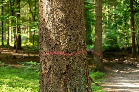 Tree marked for felling, forest, Sieversen, Rosengarten, Lower Saxony, Germany