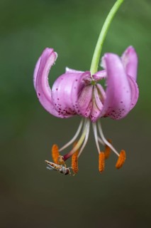 Turk's cap lily (Lilium martagon) with grove hoverfly (Episyphus balteatus), Emsland, Lower Saxony,