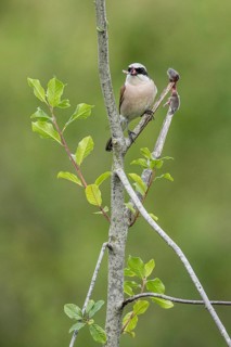 Red-backed shrike (Lanius collurio) with impaled mouse, Emsland, Lower Saxony, Germany