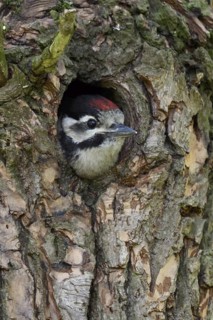 Young woodpecker... Great spotted woodpecker (Dendrocopos major), young, almost fledged woodpecker