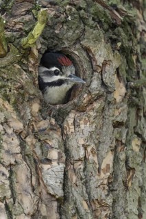 At the great spotted woodpecker den... Great spotted woodpecker (Dendrocopos major), young, almost