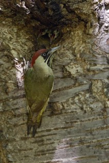 Green woodpecker (Picus viridis), young birds sticking their heads out of the hidden nesting
