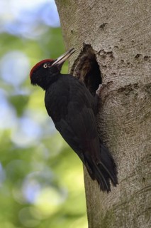 Typical call... Black woodpecker (Dryocopus martius), adult male, sits in typical pose in front of