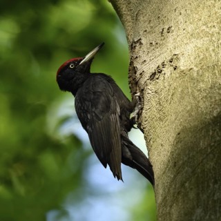 Black woodpecker (Dryocopus martius), adult male, sits in typical pose in front of his breeding