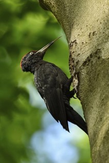 Woodpecker tongue... Black woodpecker (Dryocopus martius), adult male, sits in typical pose in