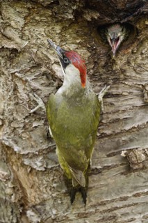 Before feeding... Green woodpecker (Picus viridis) at the breeding cavity, hungry young bird with