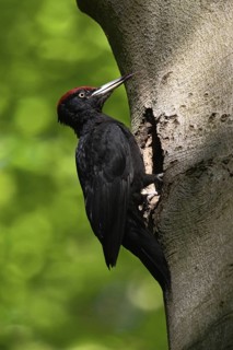 Black woodpecker (Dryocopus martius), adult male, sits in typical pose in front of his breeding den