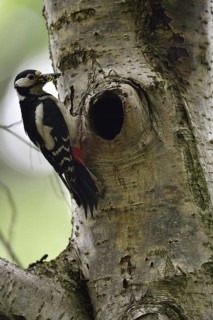 Beak full of food... Great spotted woodpecker (Dendrocopos major) at the breeding cavity, tree