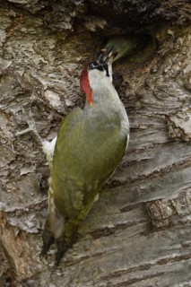 The handing over of food... Green woodpecker (Picus viridis), female woodpecker feeds already older