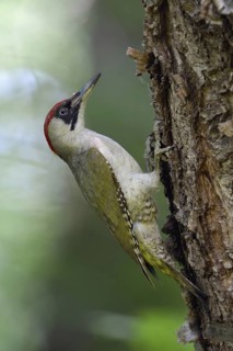 Somewhere in the forest... Green woodpecker (Picus viridis), female green woodpecker, native