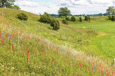 Feather grass (Stipa pennata) plants marked with flags by botanist for research in a nature