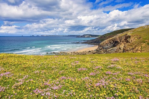 Meadow with wildflowers in bloom by a rocky coastline and a scenics view to the horizon a sunny